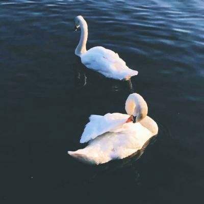 竞猜足球appapp下载